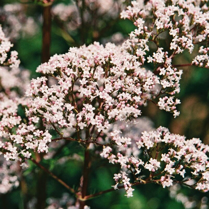 Valeriaan - Valeriana officinalis