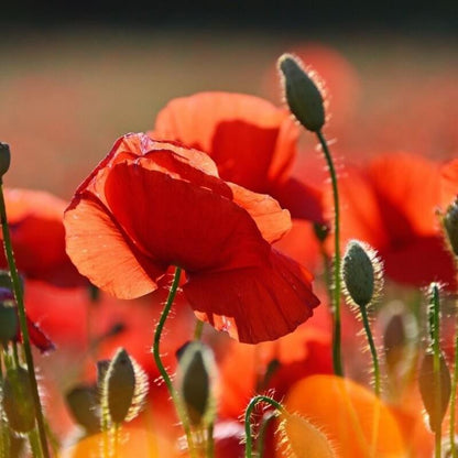 Veldklaproos - Papaver rhoeas - closeup