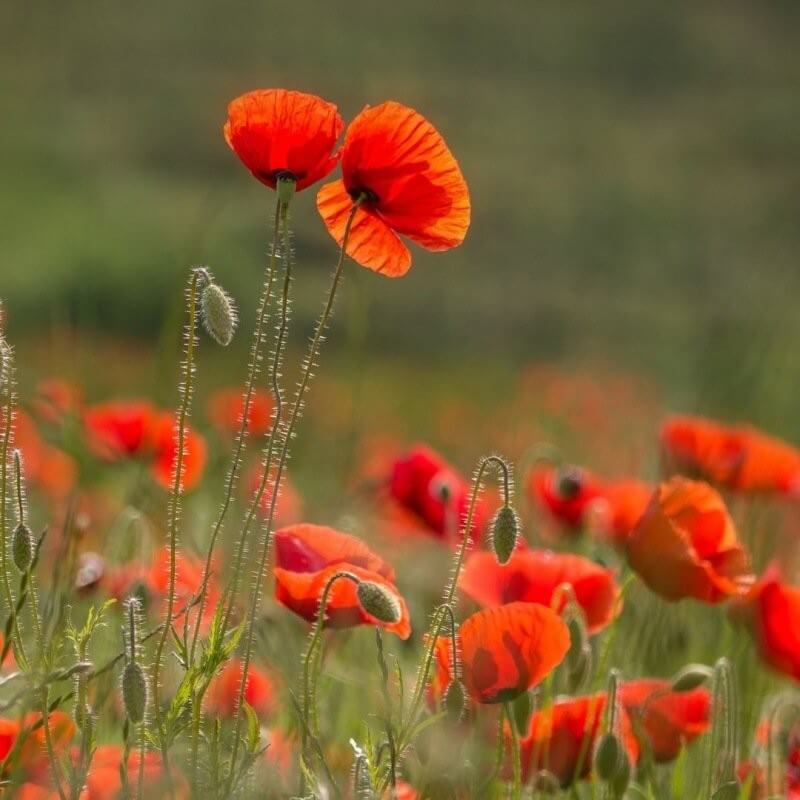 Veldklaproos - Papaver rhoeas - rood