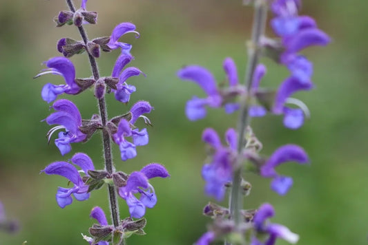 Veldsalie - Salvia pratensis - closeup