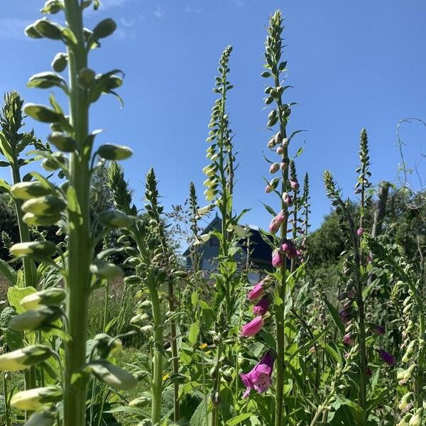 Vingerhoedskruid - Digitalis purpurea