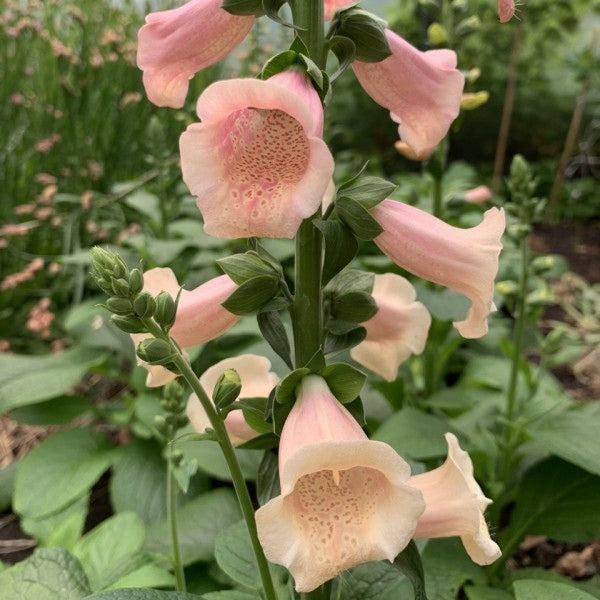 Vingerhoedskruid peach - Digitalis purpurea - closeup