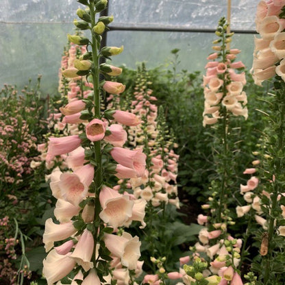 Vingerhoedskruid peach - Digitalis purpurea