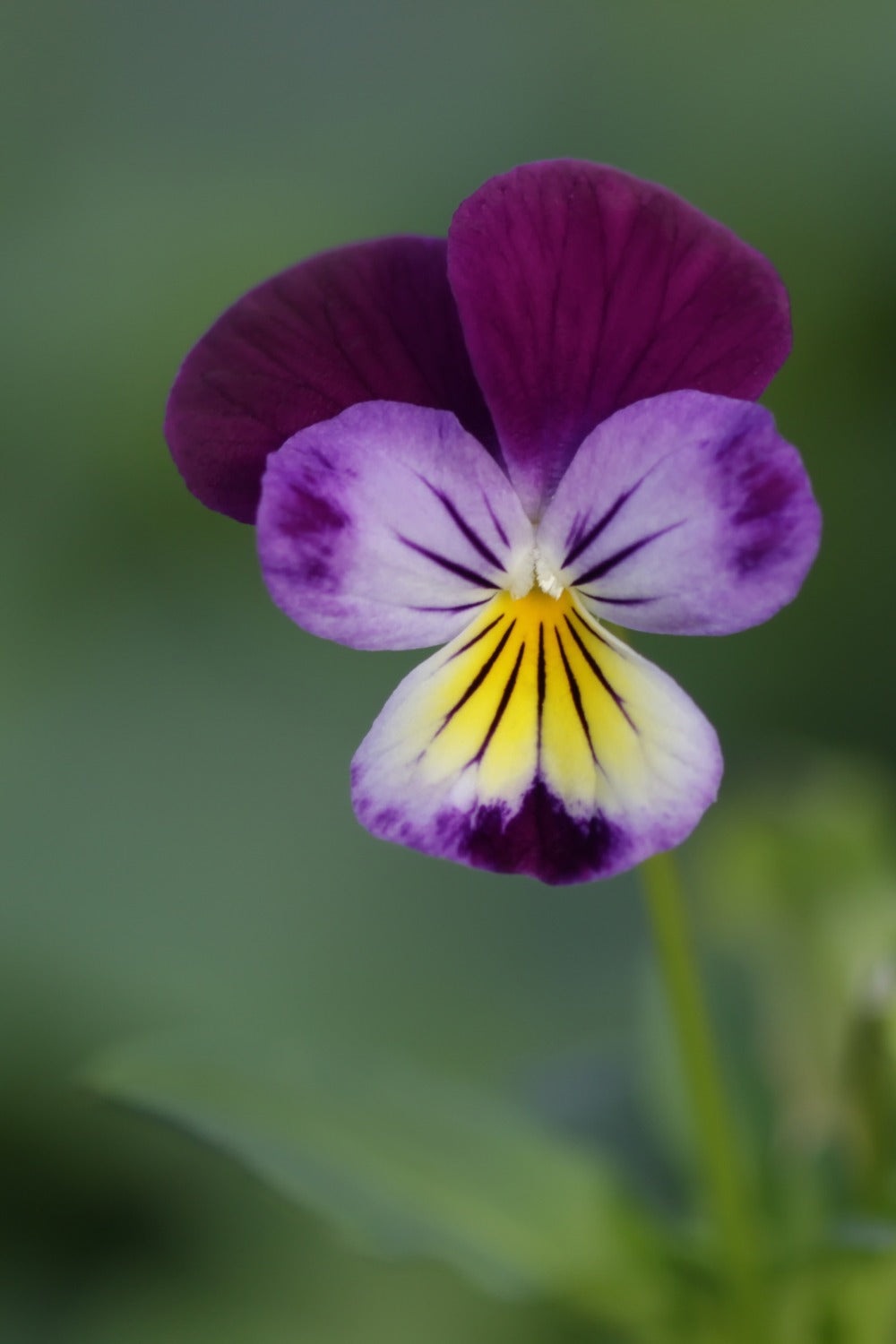 Viooltje wild - Viola tricolor
