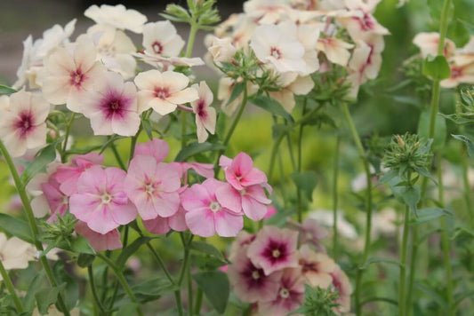 Vlambloem Cherry Caramel - Phlox drummondii