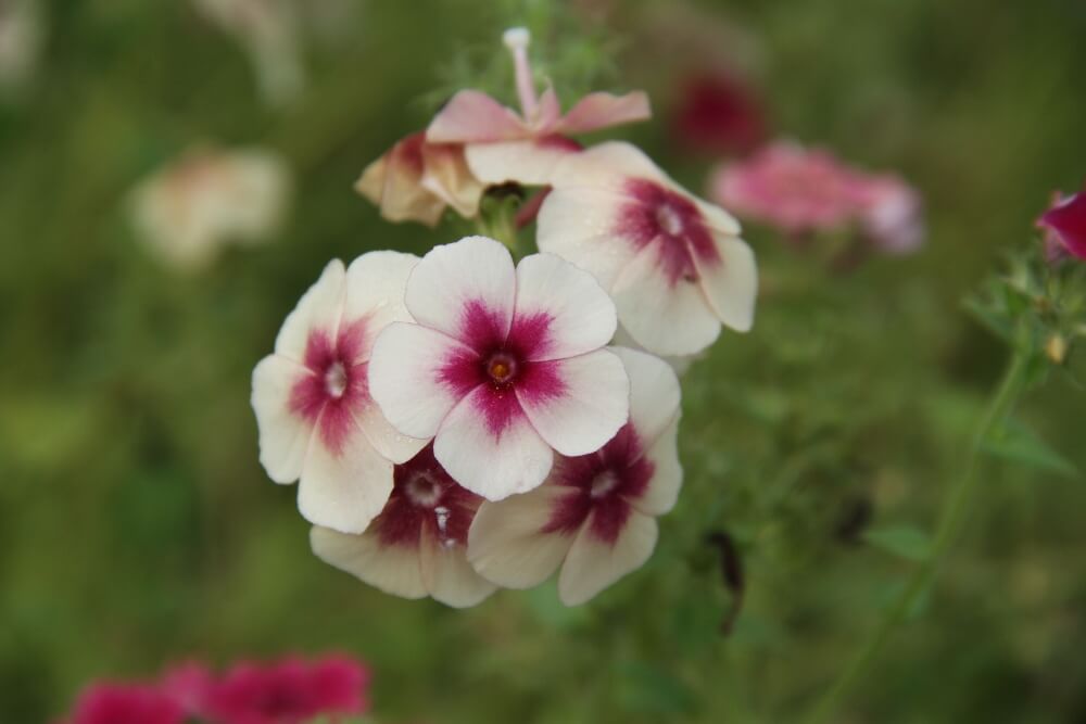 Vlambloem Cherry Caramel - Phlox drummondii - closeup