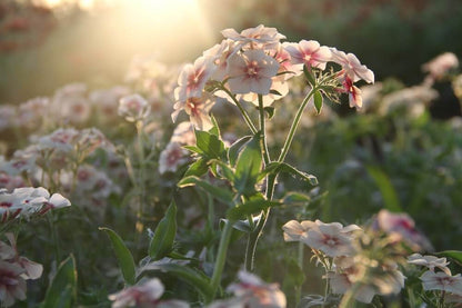 Vlambloem Cherry Caramel - Phlox drummondii