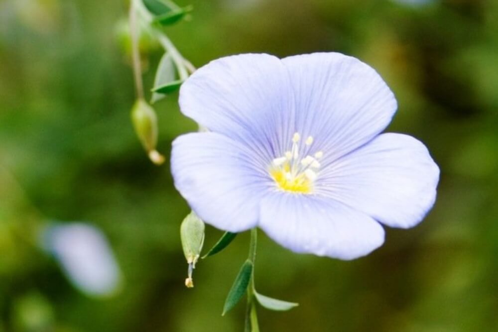 Blauwe Vlas - Linum usitatissimum - closeup
