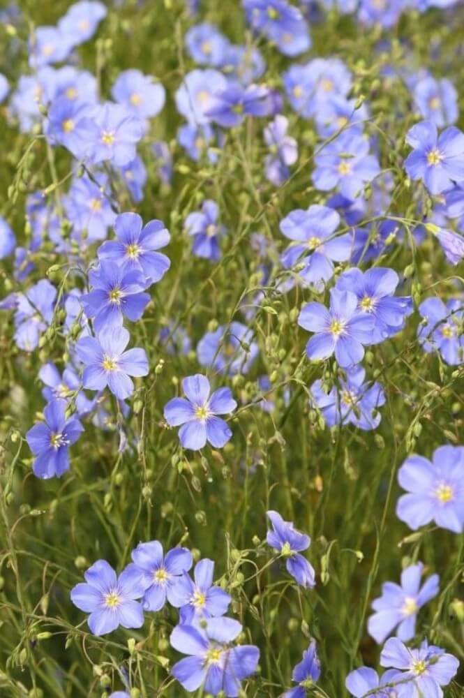 Blauwe Vlas - Linum usitatissimum