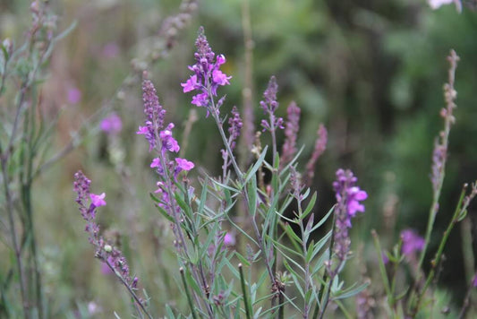 Vlasleeuwenbek - Linaria purpurea