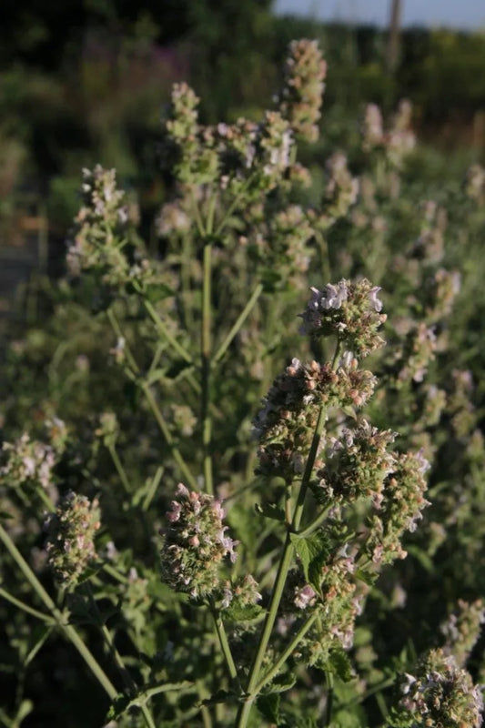 Wild Kattenkruid - Nepeta cataria