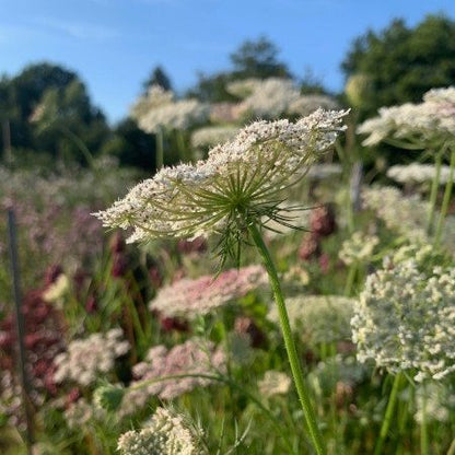 Wilde Peen - Daucus carota Dara