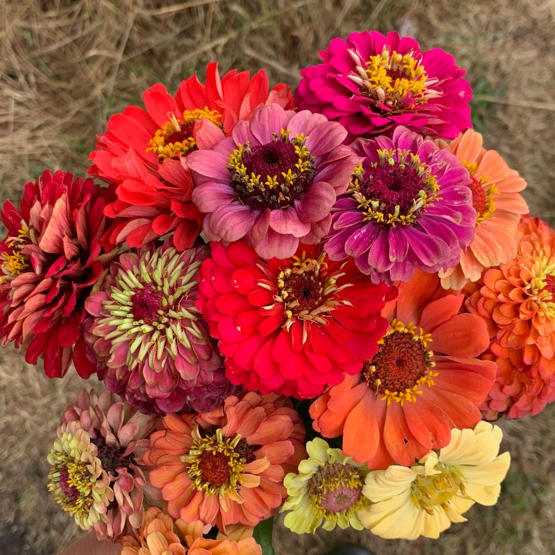 Zinnia ‘Bright Antiques’ - Zinnia elegans - mix kleuren