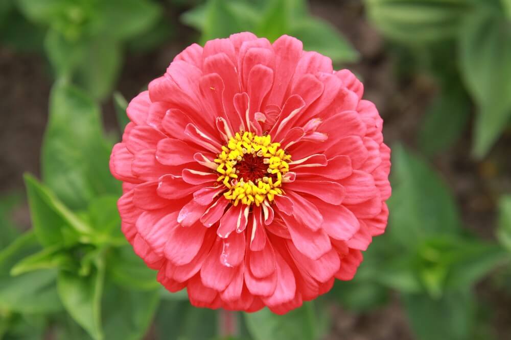 Zinnia 'Giant corral' - Zinnia elegans - closeup