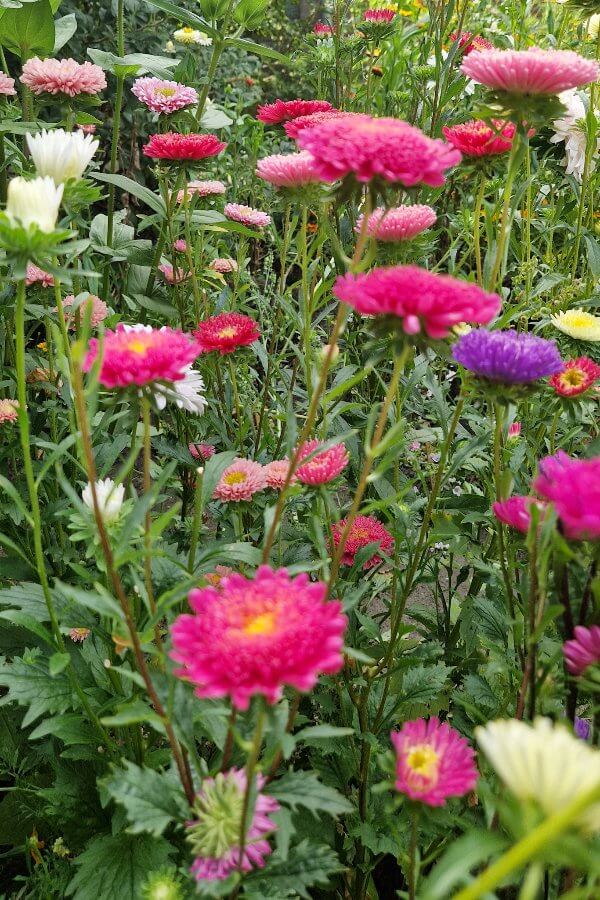 Zomeraster dubbelbloemig - Callistephus Chinensis - diverse kleuren