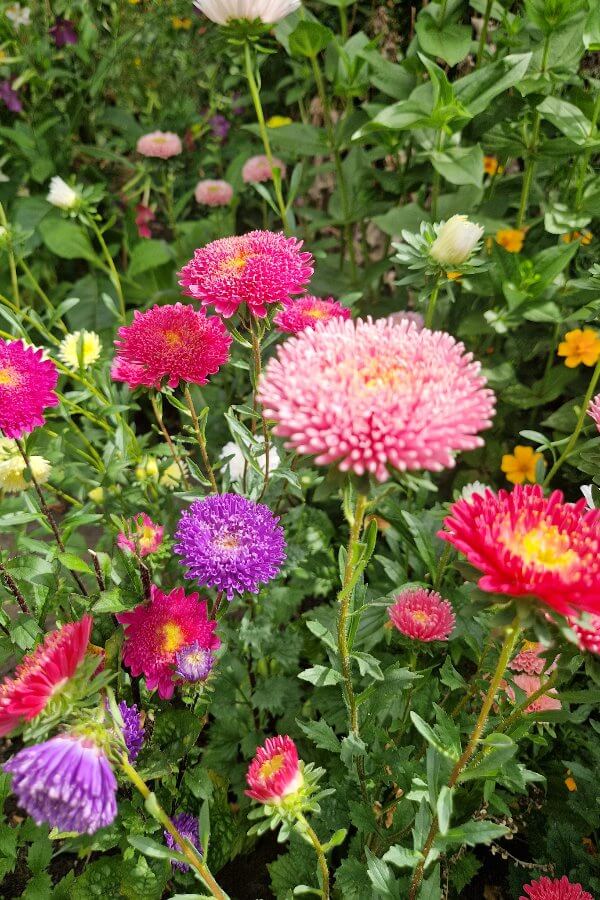 Zomeraster dubbelbloemig - Callistephus Chinensis - diverse kleuren 2