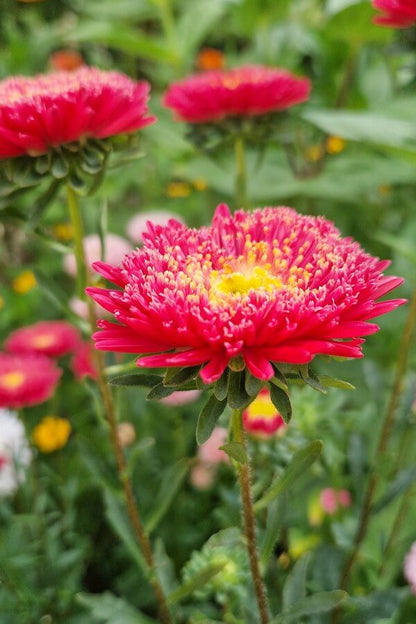 Zomeraster dubbelbloemig - Callistephus Chinensis - rood