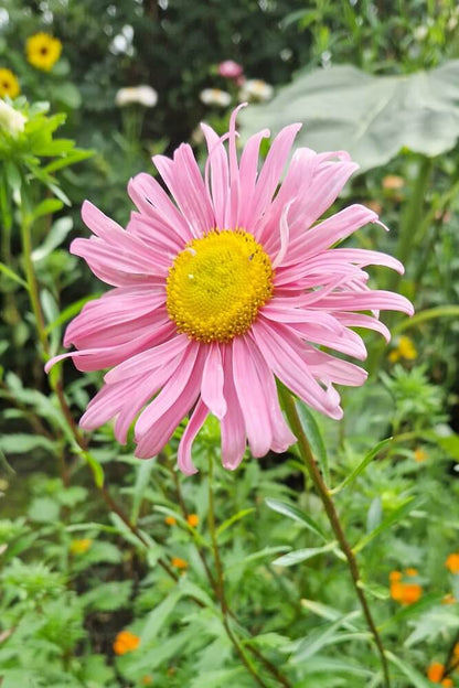 Zomeraster enkelbloemig - Callistephus chinensis - roze