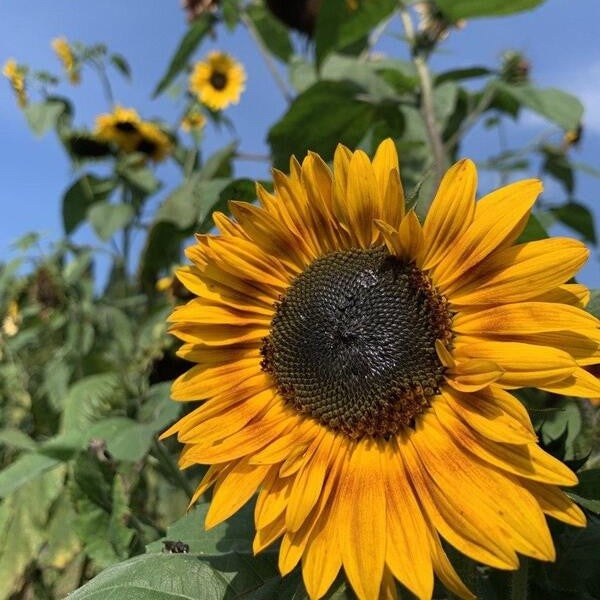 Zonnebloem ‘I heart yellow mix’ - Helianthus annuus