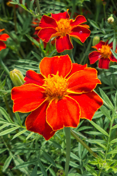 Afrikaantje (Roodbruin) - Tagetes erecta - closeup