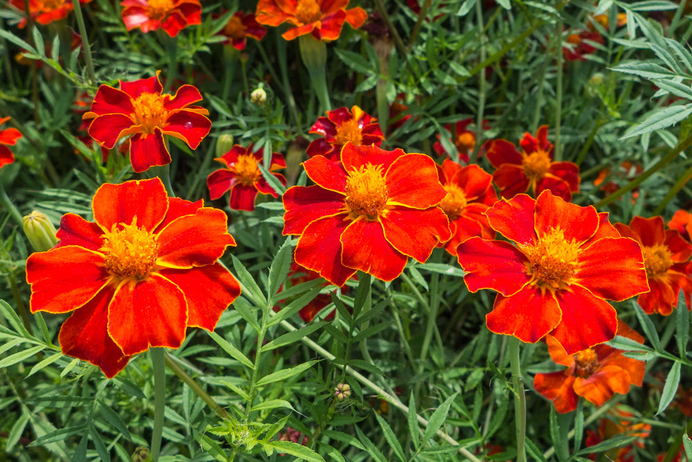 Afrikaantje (Roodbruin) - Tagetes erecta