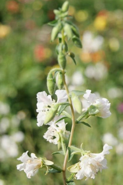 Amandelroosje (wit) - Clarkia elegans