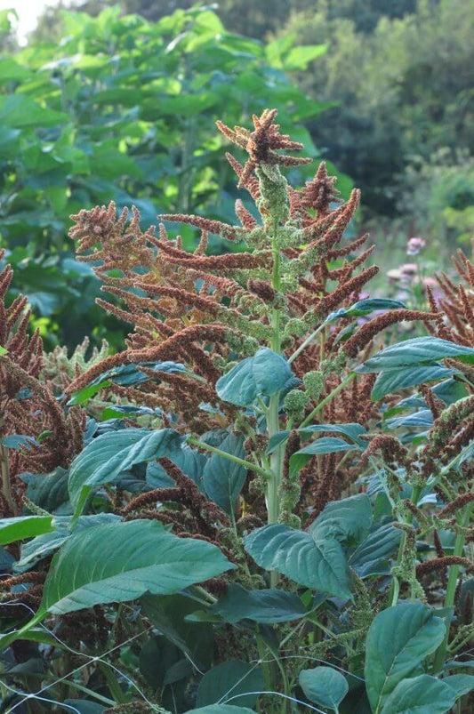 Amaranth 'Autumn's Touch' - Amaranthus cruentus