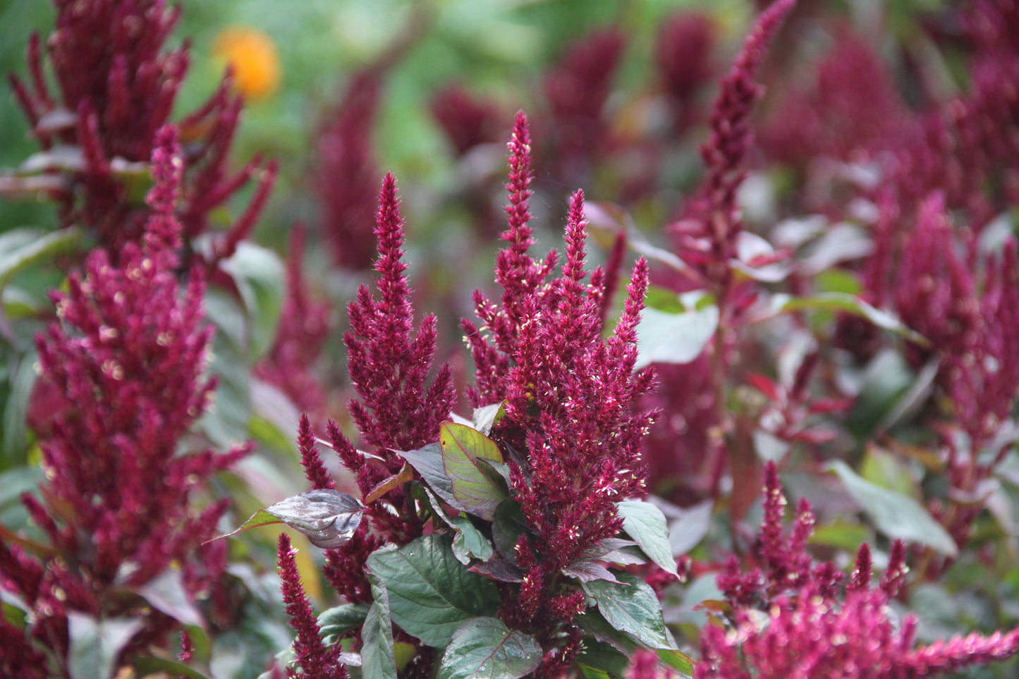 Amaranth 'Oeschberg' – Amaranthus cruentus