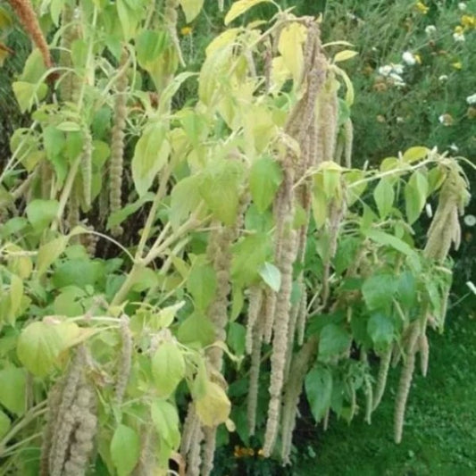 Amaranth ‘Witte vossenstaart’ - Amaranthus caudatus