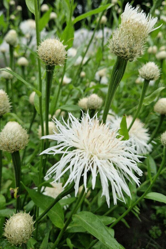 Amerikaanse korenbloem ‘Aloha Blanca en Rosa’ - Centaurea americana