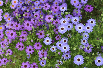 Australisch madeliefje - Brachyscome iberidifolia