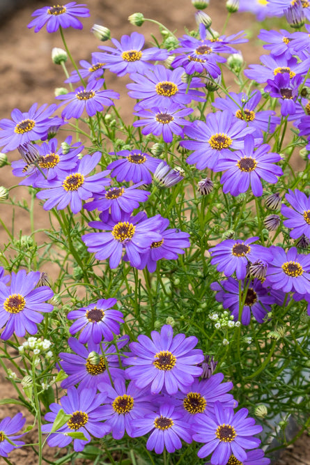 Australisch madeliefje - Brachyscome iberidifolia (lila)