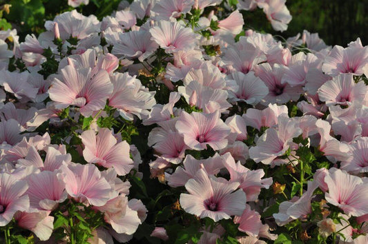 Bekermalva 'Pink Regis' - Lavatera trimestris