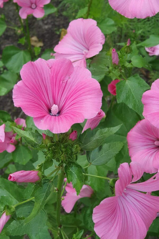 Bekermalva (roze) - Lavatera trimestris - closeup