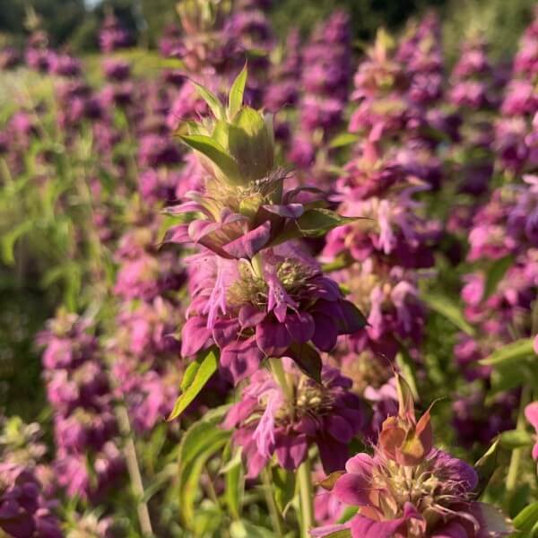Bergamot ‘Purplish lilac’ - Monarda citriodora