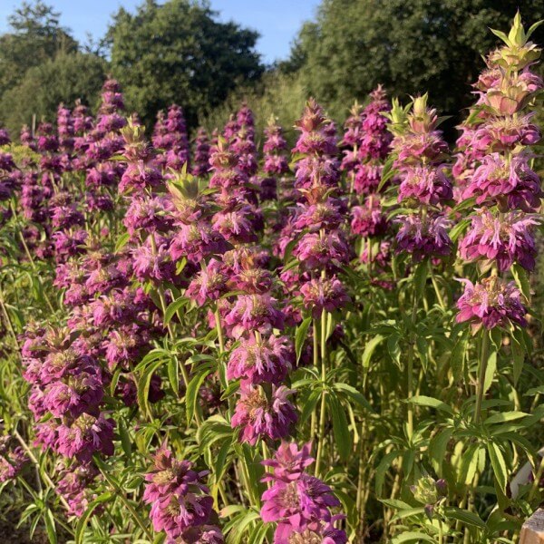 Bergamot ‘Purplish lilac’ - Monarda citriodora