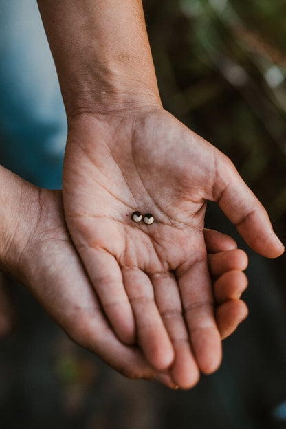 Blaasjeswingerd 'Love in a puff' - Cardiospermum halicacabum - zaden