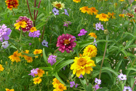 biologische bloemzaden mix voor balkonbakken en potten