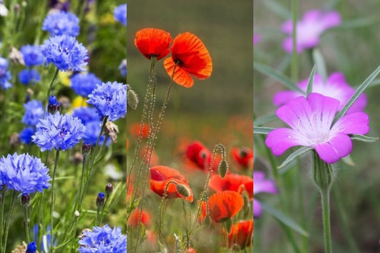 Bloemenmix inheemse eenjarig - Bolderik - Veldklaproos - Korenbloem