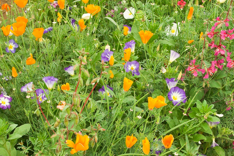 biologische bloemzaden mix voor kleine tuin en balkon