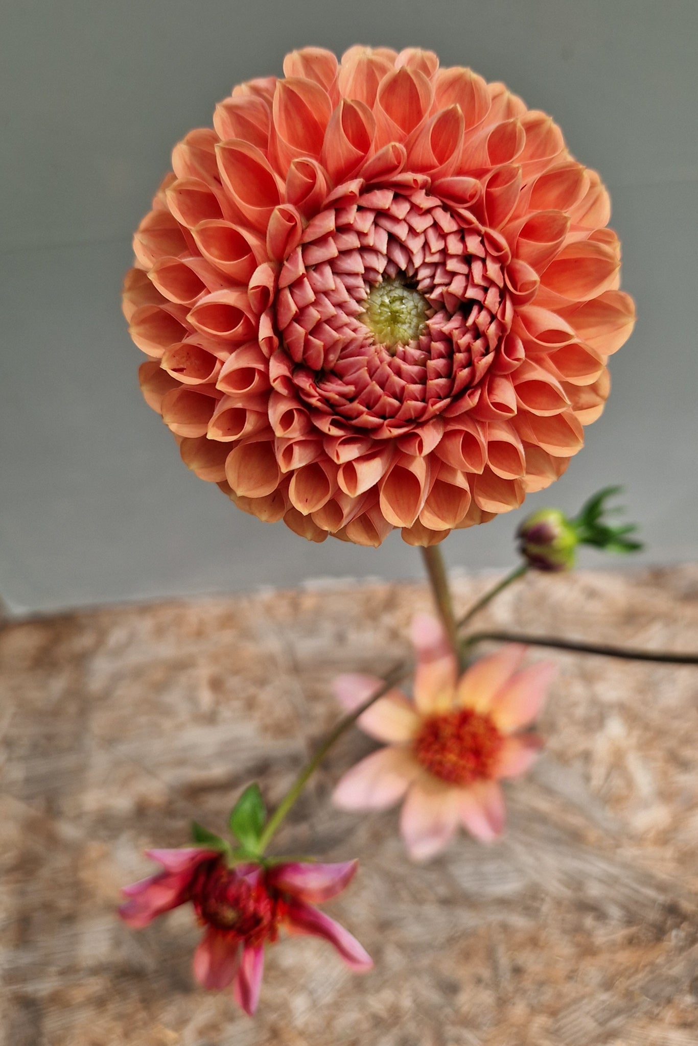 boeket in vaasje - Dahlia Cornel Bronze - closeup