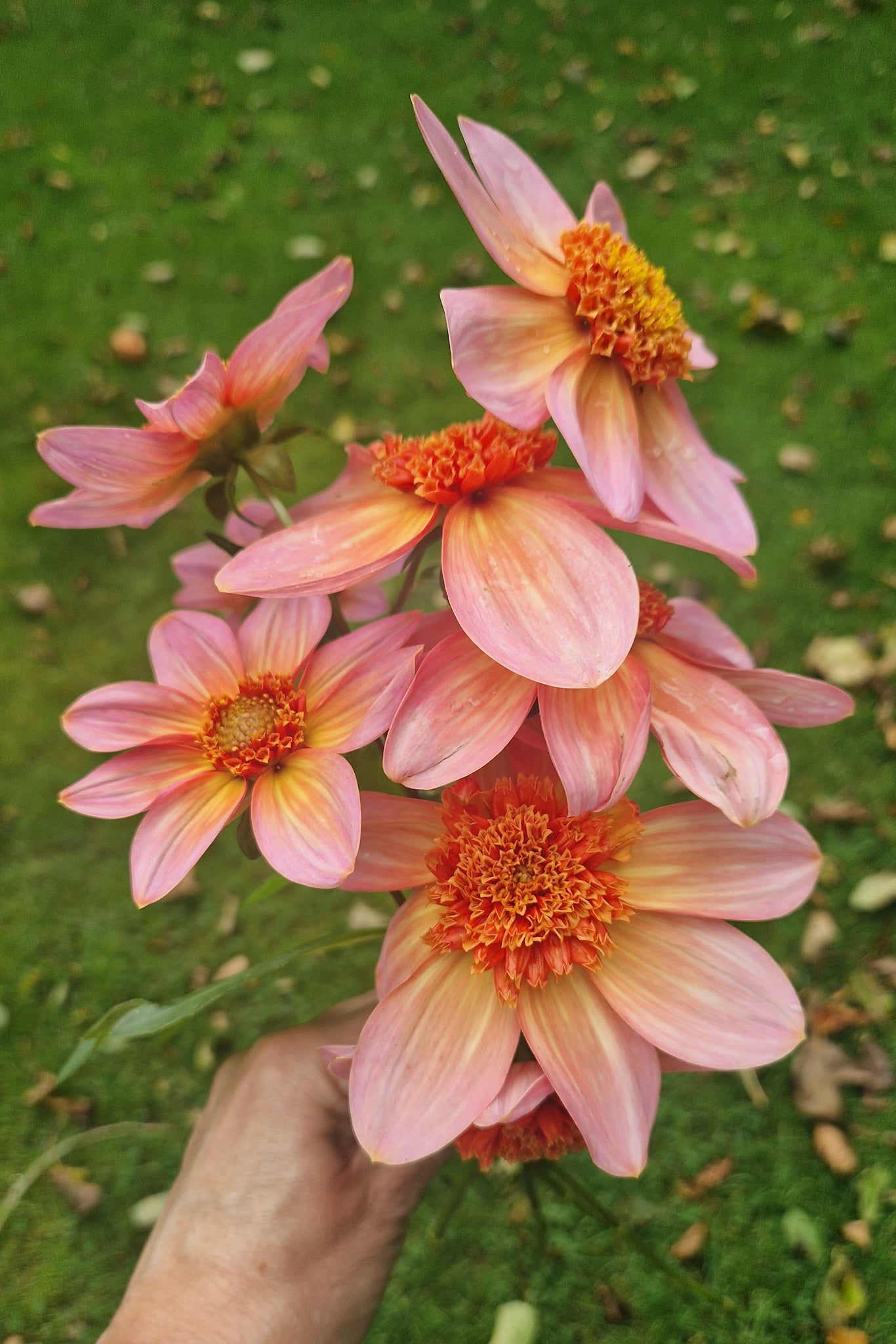 Boelet Dahlia ‘Totally tangerine’