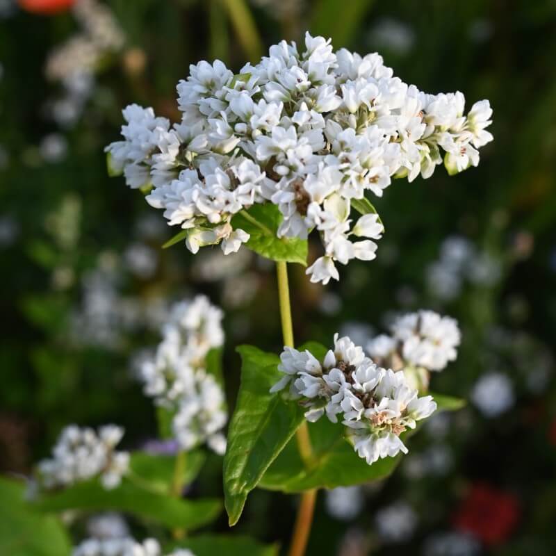 Boekweit - Fagopyrum esculentum