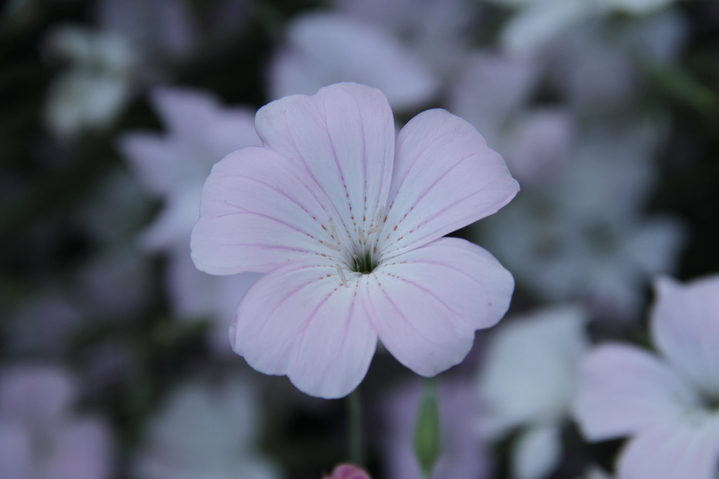 Bolderik 'Blossom pearl' – Agrostemma githago - closeup