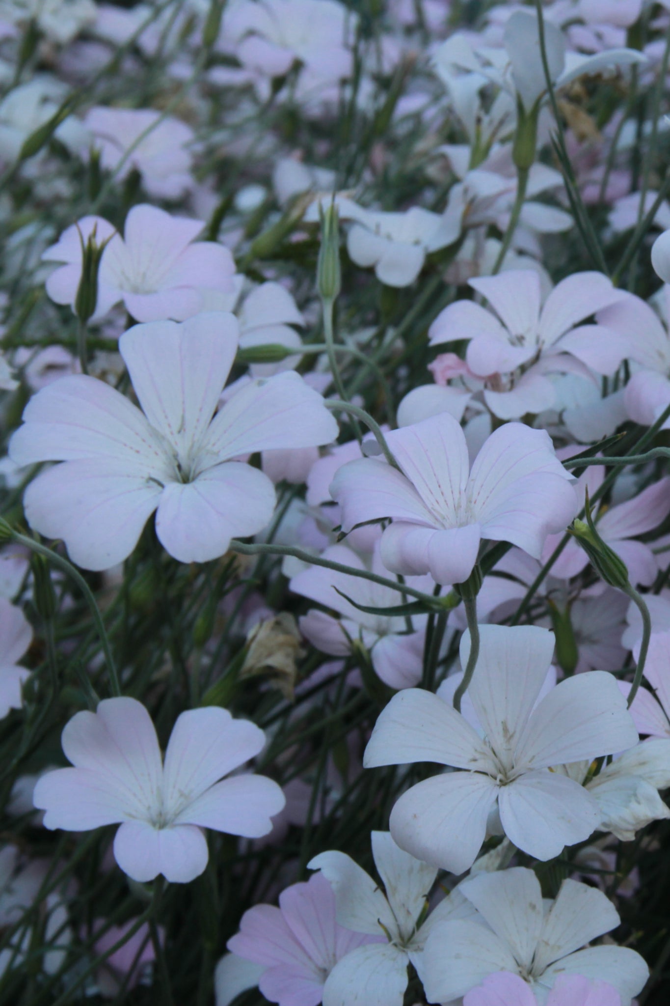 Bolderik 'Blossom pearl' – Agrostemma githago