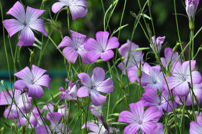 Bolderik 'Rose queen' – Agrostemma gracilis