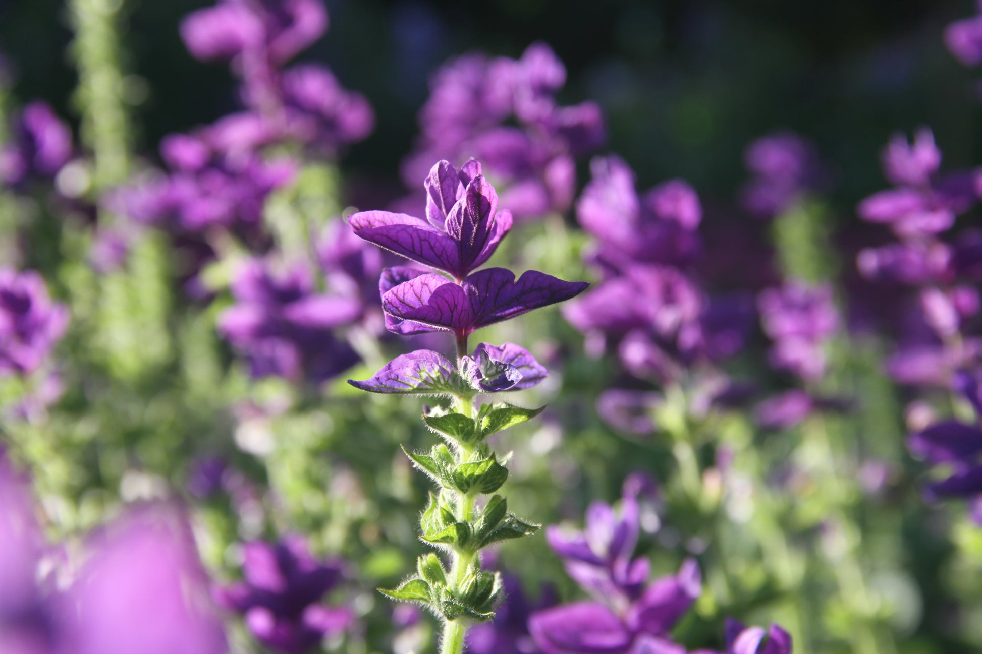 Bonte salie 'Oxford blue' – Salvia viridis