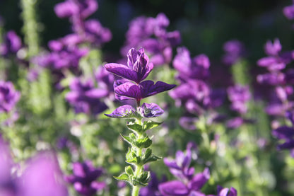 Bonte salie 'Oxford blue' – Salvia viridis