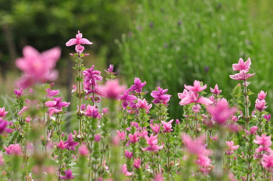 Bonte Salie 'Pink Mist' - Salvia horminum