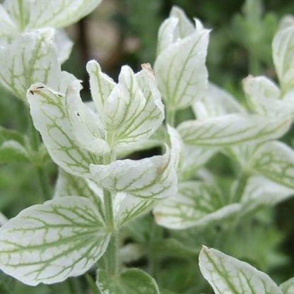 Bonte Salie ‘White mist’ - Salvia horminum - closeup
